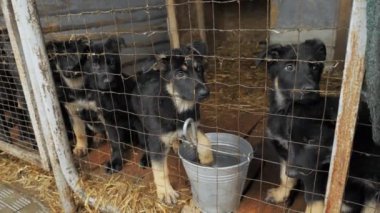 Barınaktaki sevimli ve komik Alman köpek yavruları açık hava kafesinde oturmuş yeni ailelerini bekliyorlar. Safkan köpekler yetiştiriyor.