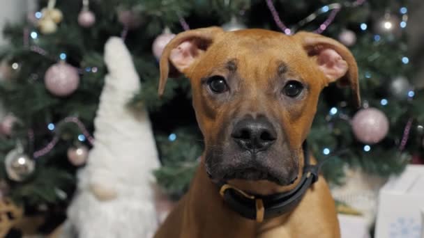 一只感兴趣的德国拳击手小狗以圣诞树为背景 带着礼物 狗和新年庆祝活动 看着摄像机 — 图库视频影像