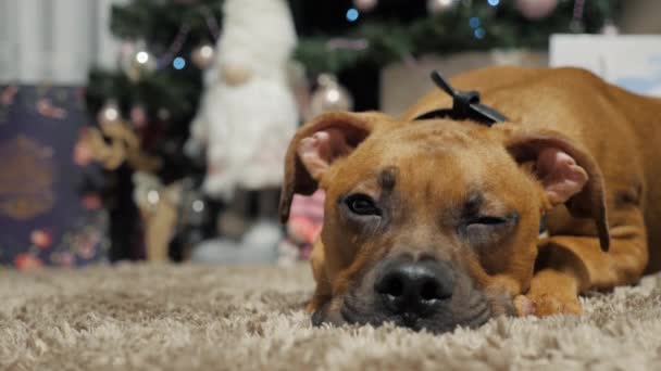 可爱的德国小狗狗拳击手把头埋在地板上 背靠着一棵圣诞树 上面有礼物 狗和新年庆祝活动 — 图库视频影像