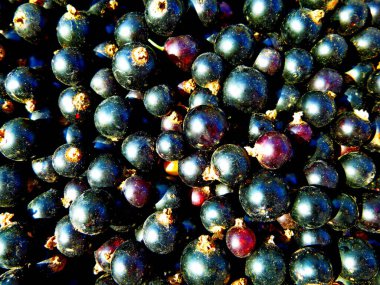 Frenk üzümü. Böğürtlen hasadı, bolca böğürtlen, yakın plan.