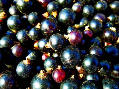 Frenk üzümü. Böğürtlen hasadı, bolca böğürtlen, yakın plan.