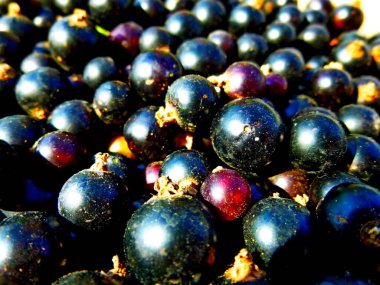 Frenk üzümü. Böğürtlen hasadı, bolca böğürtlen, yakın plan.