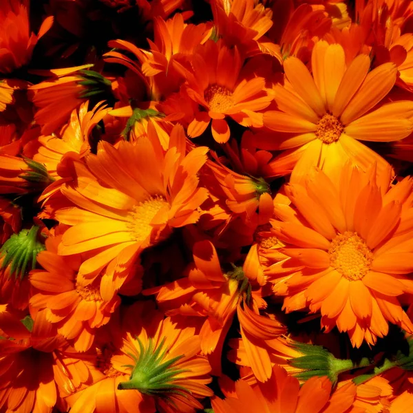Květy z kalendáře. Sklizeň. Mnoho oranžových květin. Pozadí — Stock fotografie