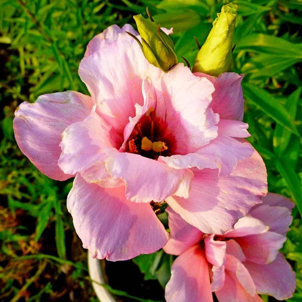 Eustoma. Eustoma is pink. Flower of Love. Irish rose. — Stock Photo, Image