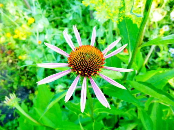 Echinacea Purpurea Maxima σε έναν κήπο. Λουλούδια, άνθιση αρχίζει — Φωτογραφία Αρχείου