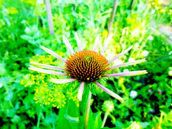 정원에는 Echinacea Purpurea Maxima 가 있다. 꽃 이 피기 시작 한다 — 스톡 사진