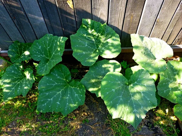 Kürbisblätter wachsen auf dem Boden in einem Garten in Sibirien — Stockfoto