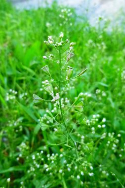 Capsella bursa-pastoris Shepherd 'ın çantasına....