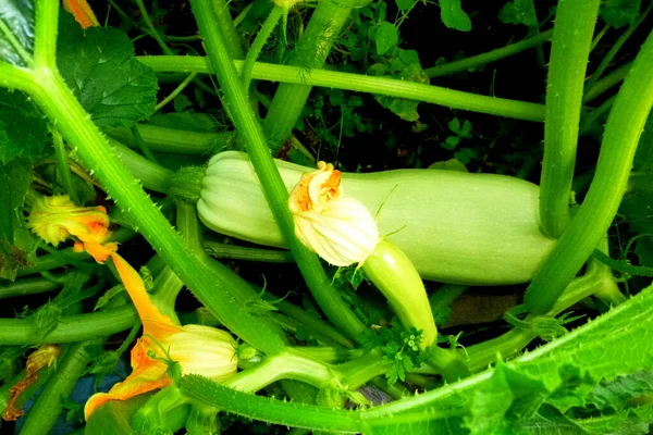 Close-up zucchini young and big fruit in the garden. Strong green zucchini vine — Stock Photo, Image