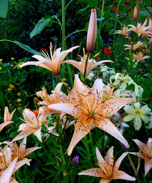 Lily beige, Blume in einem Garten in Sibirien Russland. — Stockfoto