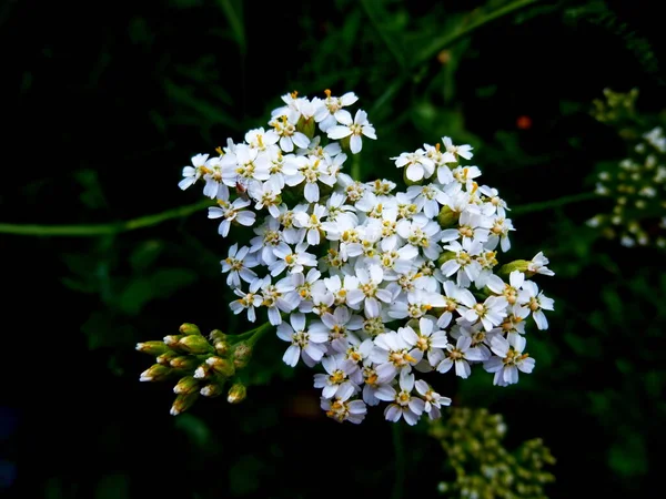 Αχίλλειο, Achillea millefolium, λευκά άνθη, close up, top view — Φωτογραφία Αρχείου