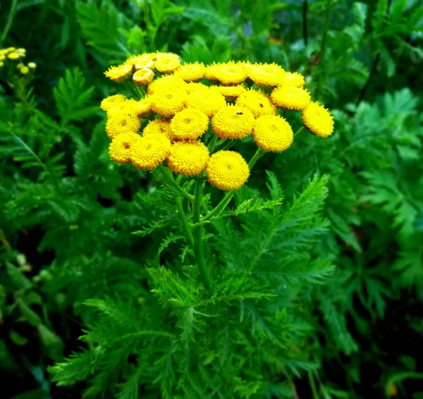 Fleurs et feuilles de tanaisie dans un jardin — Photo