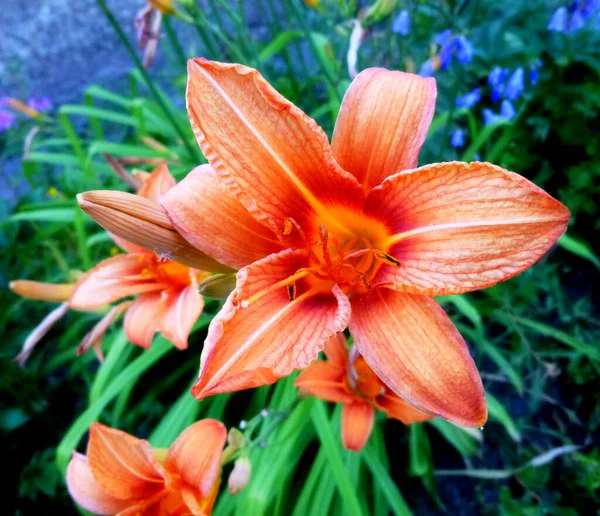 Lily red, flower in a garden in Siberia Russia. — Stock Photo, Image