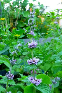Bahçede nane çiçekleri, mor çiçekler, yaz otları. Şifalı bitki.