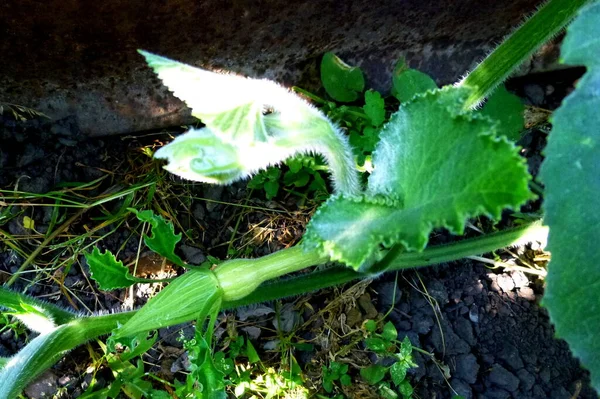 Κοντινό πλάνο κολοκύθα νεαρά φρούτα στον κήπο. Έντονη πράσινη καλλιέργεια κολοκύθας — Φωτογραφία Αρχείου