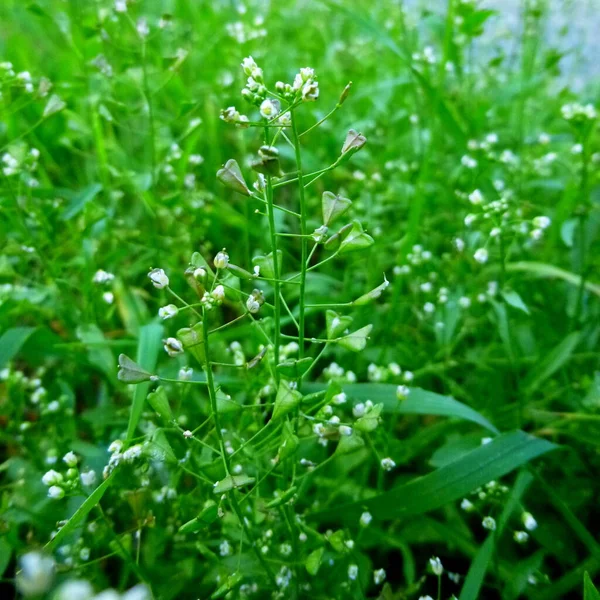 Capsella bursa-pastoris hirten handtaschengrüne Pflanze mit weißen Blüten aus nächster Nähe. — Stockfoto