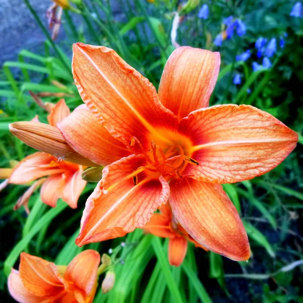 Lily red, flower in a garden in Siberia Russia. — Stock Photo, Image