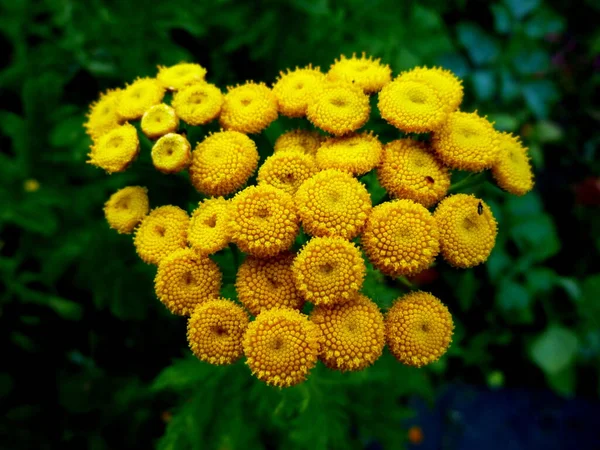 Tansy, flores amarillas tansy primer plano en un jardín — Foto de Stock