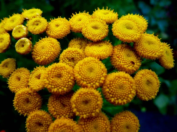 Цветы танси желтые растут в саду — стоковое фото