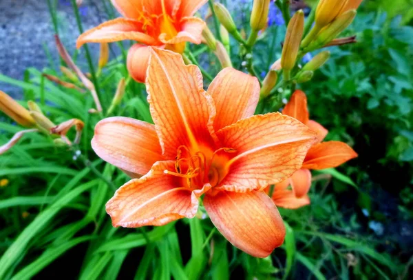 Lily red, flower in a garden in Siberia Russia. — Stock Photo, Image