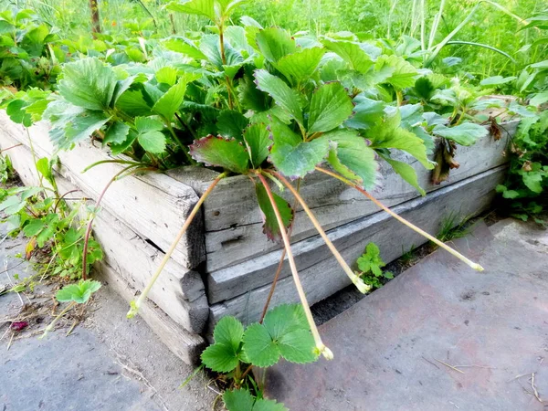 Μπους Φράουλα φυτό με δρομείς για διάδοση στον κήπο — Φωτογραφία Αρχείου