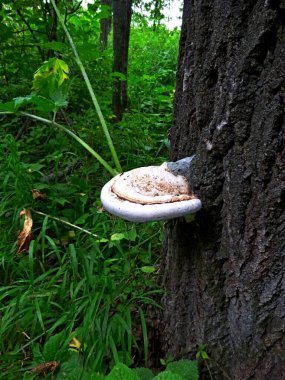 Ağaç gövdesindeki Tinder mantarı. Sibirya Rusya 'daki ormanda yaz günü.