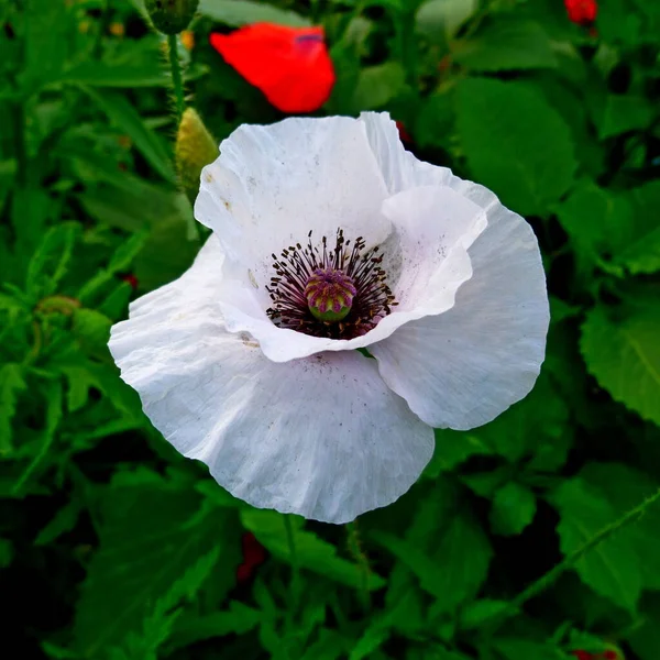 Flor de papoula branca em um jardim na Sibéria Rússia. — Fotografia de Stock