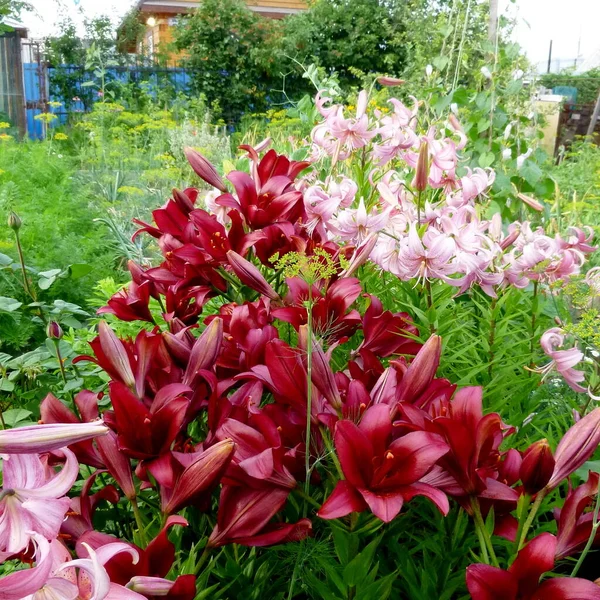 Lily burgundy, flower in a garden in Siberia Russia. — Stock Photo, Image
