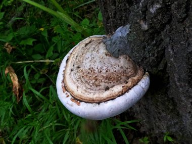 Ağaç gövdesindeki Tinder mantarı. Sibirya Rusya 'daki ormanda yaz günü.