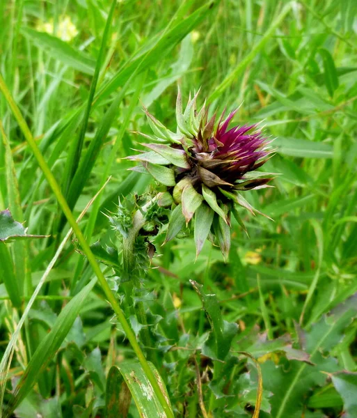 Purple thistle, carduus has faded, green plant with round flowers, — стоковое фото