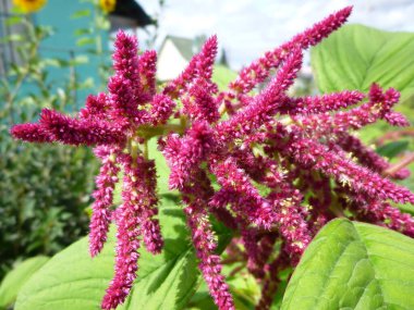 Amaranth çiçekleri ve bitkileri, Sibirya Rusya 'daki bahçe manzarası,.