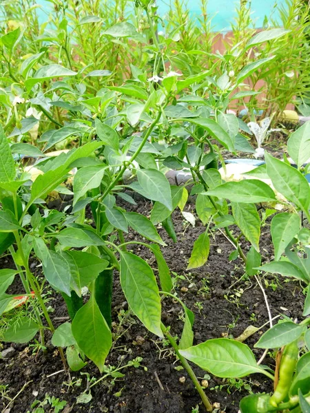Jardín ecológico cultivado verde Jalapeño pimiento picante — Foto de Stock