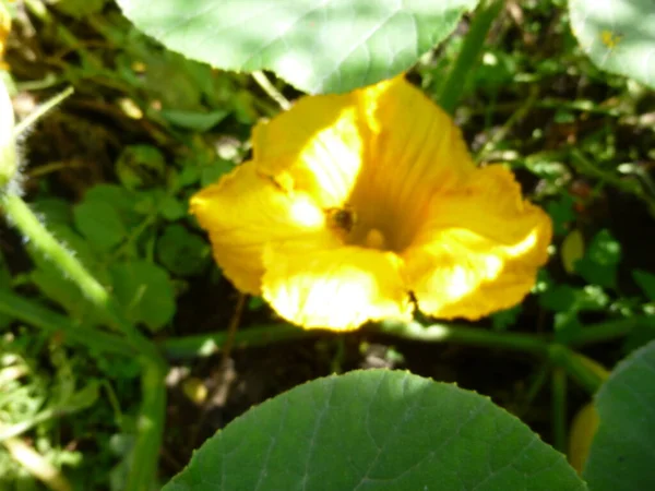 Flor de calabaza amarilla. Una abeja se sienta dentro de la flor. Enfoque selectivo. — Foto de Stock