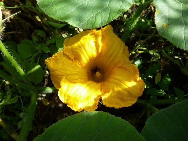Fiore di zucca giallo. Un'ape siede all'interno del fiore. Focus selettivo. — Foto Stock