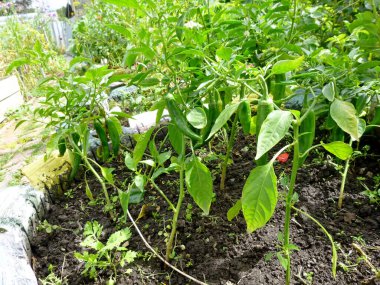 Organik bahçe jalapeno acı biber yetiştirdi
