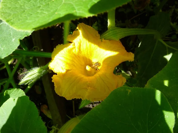 Sárga tök virág. Egy méh ül a virág belsejében. Szelektív fókusz. — Stock Fotó