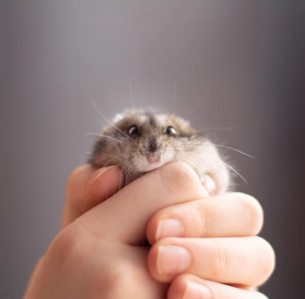 Nucelit Hamster-Handschuhe - Bissfeste Handschuhe Für Kleintiere | Perfekt Für Hamster & Igel | Waschbar & Rutschfest