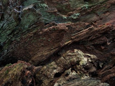 arka plan, doku, Akşamları meşe kabuğunun görüntüsü Kahverengi ve yeşil tonlarda