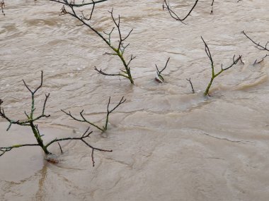 Boğulmuş bir ağacın dalları sudan sarkmış. Arga nehrinin taşkınları