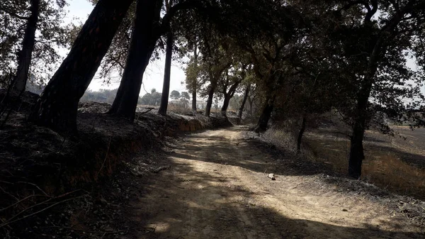 mountain road after a fire, burnt trees through which the sun\'s rays break through