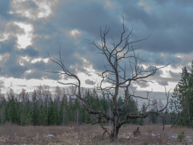 Bulutlu bir günde, karışık bir ağaç ormanının yanında, manikürlü bir çayır tarlasında solmuş bir ağaç.