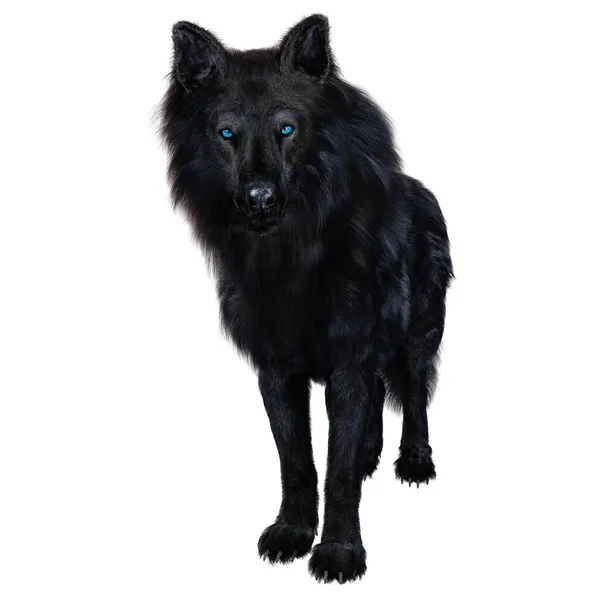 Dire Wolf Geïsoleerde Achtergrond Illustratie Rendering — Stockfoto