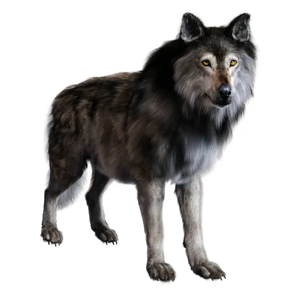 Schrecklicher Wolf Auf Isoliertem Hintergrund Illustration Rendering — Stockfoto