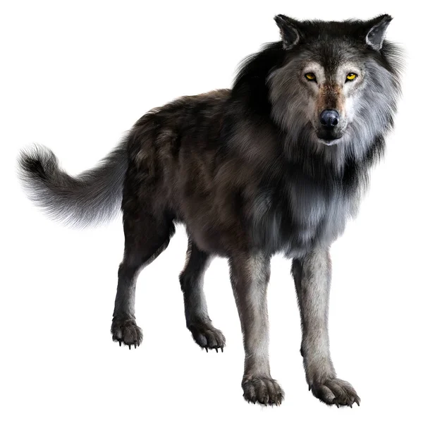 Dire Wolf Geïsoleerde Achtergrond Illustratie Rendering — Stockfoto