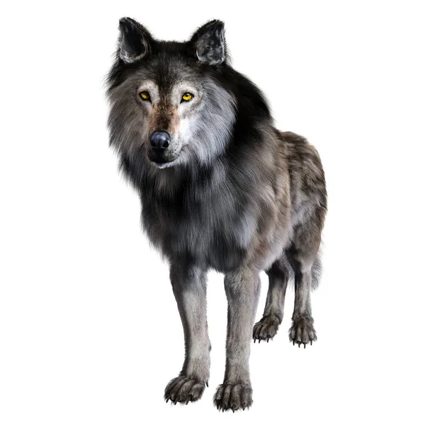 隔离背景下的野狼 3D插图 3D渲染 — 图库照片