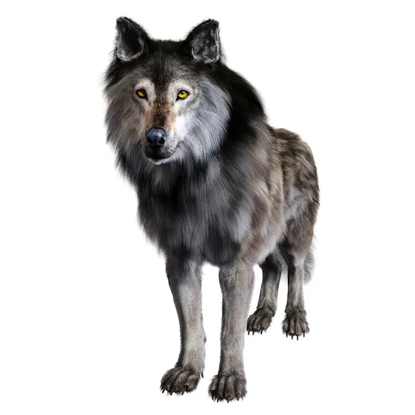 Dire Wolf Geïsoleerde Achtergrond Illustratie Rendering — Stockfoto