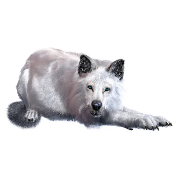 Dire Wolf Geïsoleerde Achtergrond Illustratie Rendering — Stockfoto