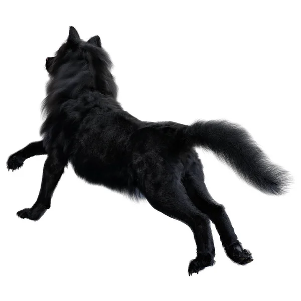 Dire Wolf Geïsoleerde Achtergrond Illustratie Rendering — Stockfoto