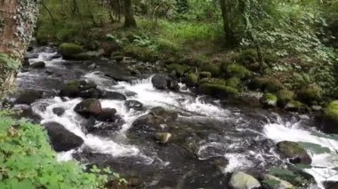 video of Woodland stream, summer nature, floral plants and river flow 