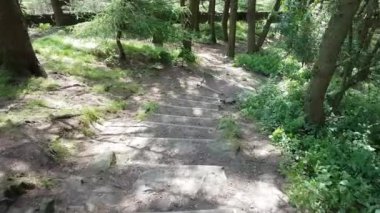 video, walking in nature, summer season trees, Walking down woodland steps